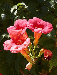 Campsis radicans-600px.jpg