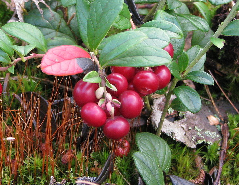 Fil:Cowberry-1.jpg