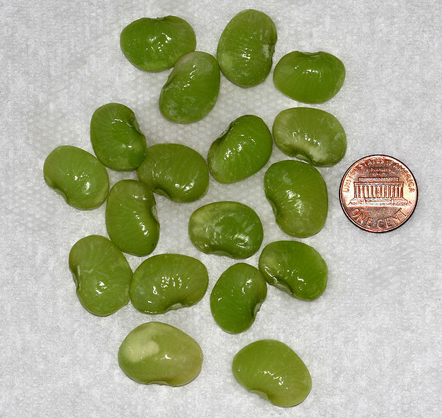 Fil:Lima beans.jpg