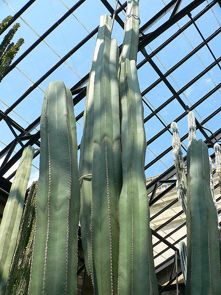 Fil:Pachycereus marginatus.jpg