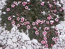 Potentilla nitida1LEST.jpg