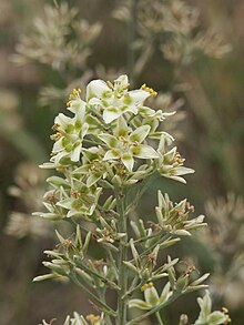 Grönlilja (Z. elegans)