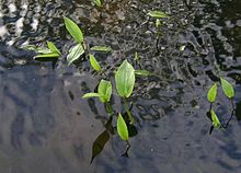 Potamogeton-polygonifolius.JPG