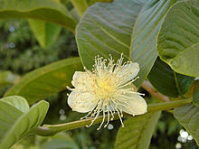 Guava (P. guajava)