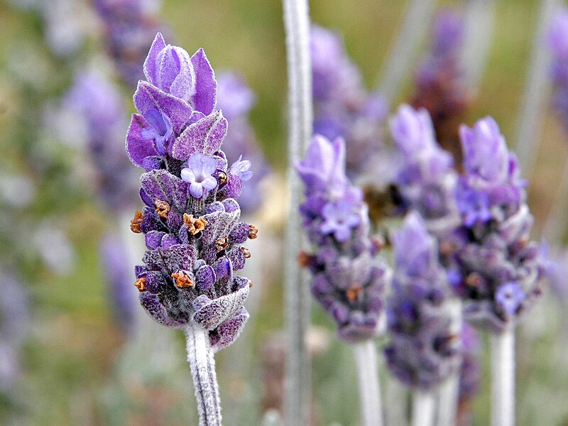 Fil:Single lavendar flower02.jpg