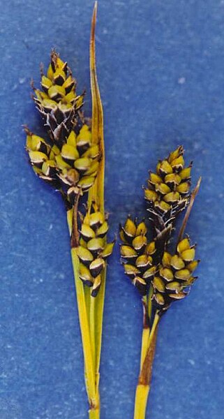 Fil:Carexnorvegica.jpg