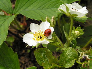 Coccinella septempunctata2.jpg