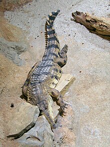 Crocodylus cataphractus faux-gavial d'Afrique .JPG