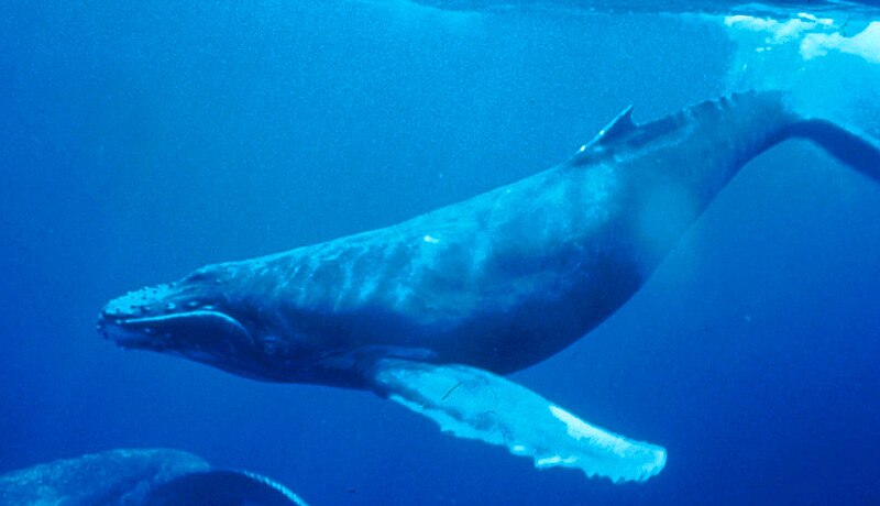 Fil:Humpback Whale underwater shot.jpg