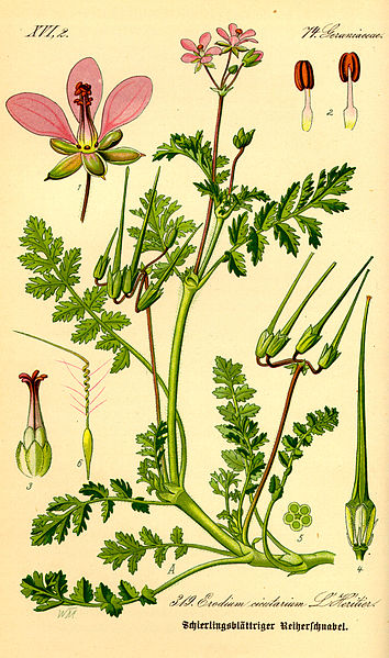 Fil:Illustration Erodium cicutarium0.jpg