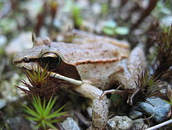Lithobates sylvaticus (wood frog).jpg