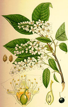 Prunus padus hägg.jpg