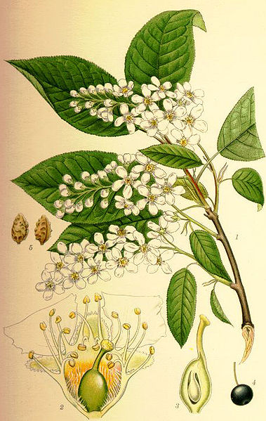 Fil:Prunus padus hägg.jpg