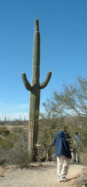 Fil:Saguaro.jpg