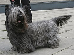 Skyeterrier