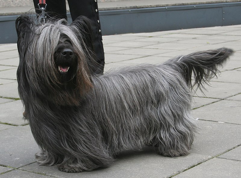 Fil:Skye terrier 800.jpg