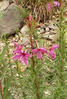 Epilobium dodonaei 1.jpg