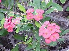 Kristi törnekrona (Euphorbia milii)