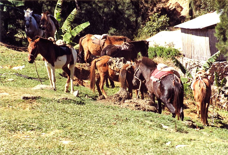 Fil:Pferde in Maubisse klein.jpg