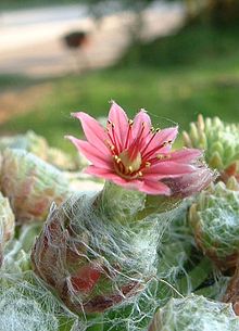 S. arachnoideum subsp. tomentosum