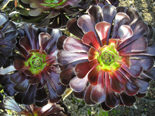 Aeonium arboreum.png