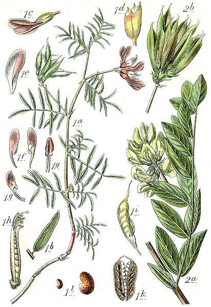 Fil:Astragalus spp Sturm22.jpg