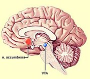 Nucleus accumbens.jpg