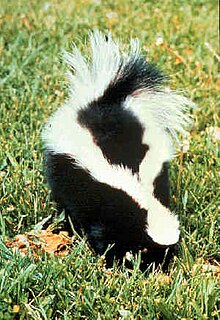 Strimmig skunk (Mephitis mephitis)