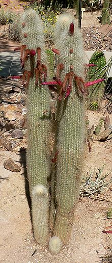 Cleistocactus strausii.jpg