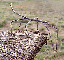 En vandrande pinne av arten Ctenomorpha chronus