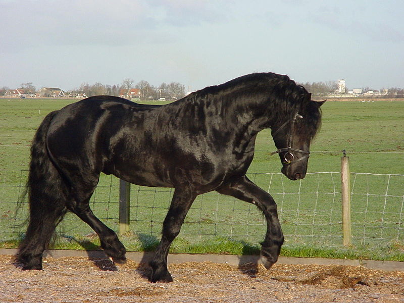 Fil:Frisian horse.jpg