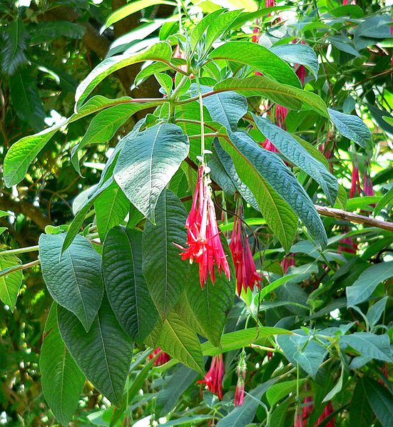 Fil:Fuchsia boliviana 2.jpg