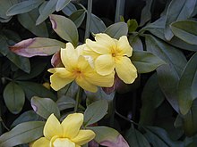 Jasminum mesnyi HRM.jpg