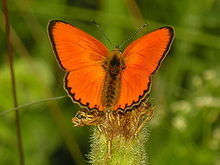 Lycaena virgaureae.JPG