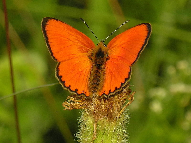 Fil:Lycaena virgaureae.JPG