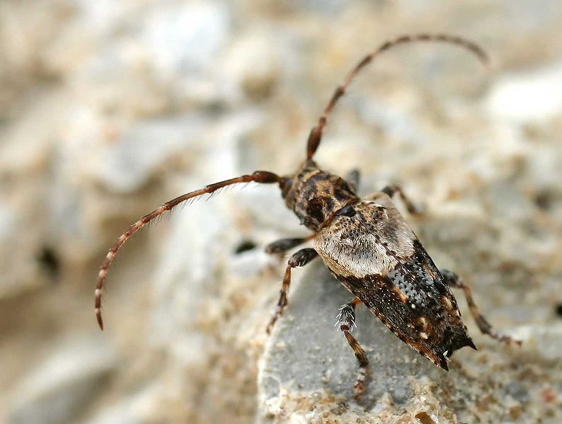 Fil:Pogonocherus hispidus01.jpg