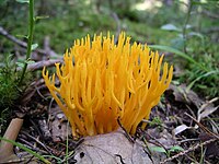 Ramaria stricta.jpg