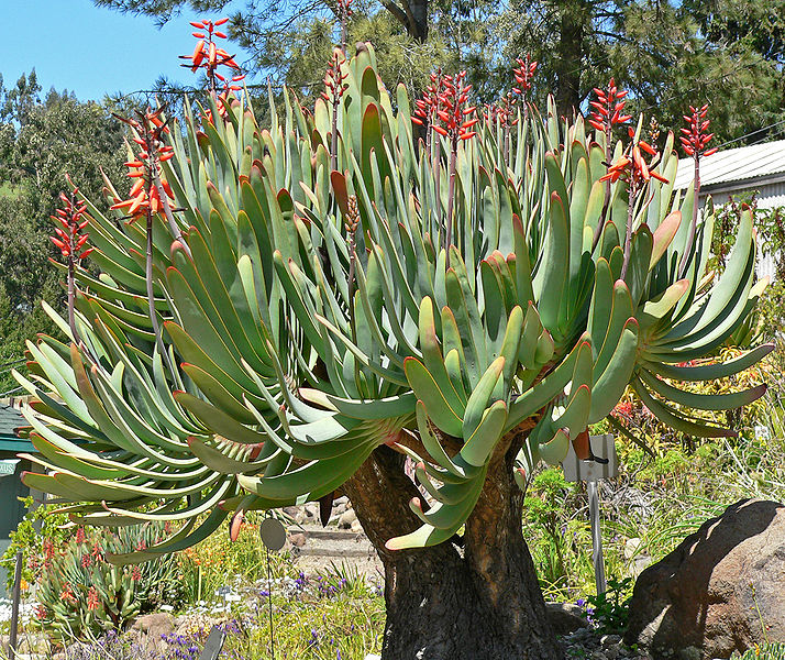 Fil:Aloe plicatilis 1.jpg