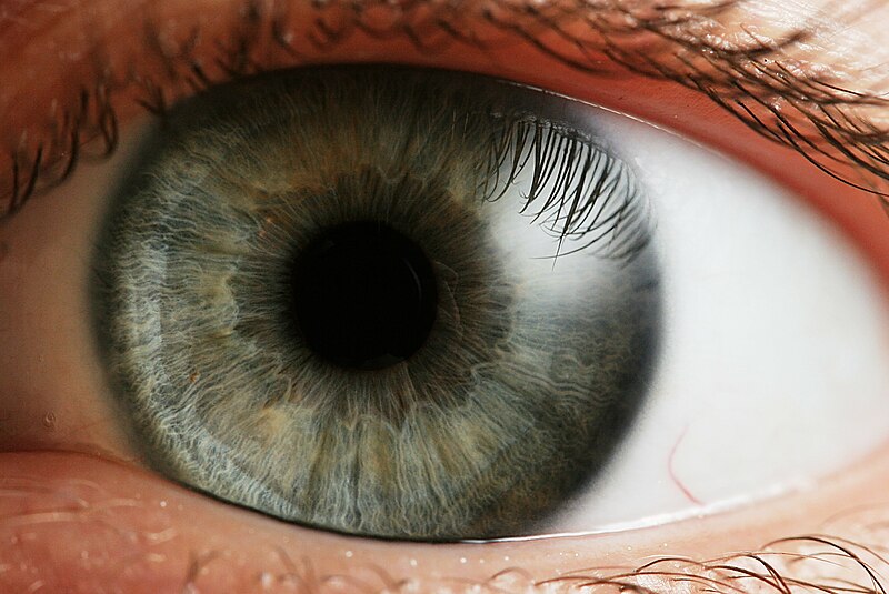 Fil:Eye iris.jpg