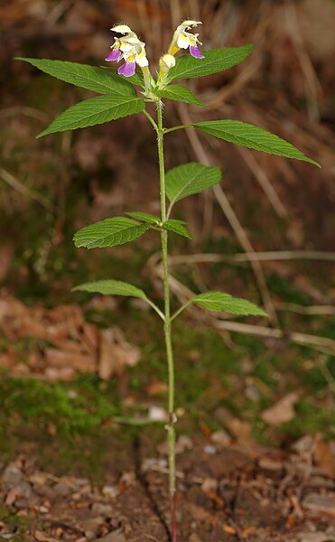 Fil:Galeopsis speciosa - plant (aka).jpg