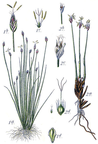 Fil:Cyperaceae spp Sturm6.jpg