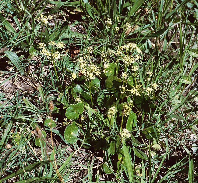 Fil:Hydrocotyle bonariensis.jpg