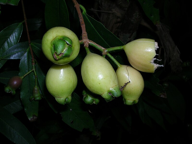 Fil:Starr 050818-4168 Syzygium jambos.jpg