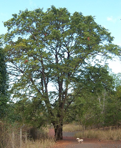 Fil:Tamarindus indica tree.JPG