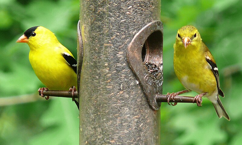 Fil:American Goldfinch-27527.jpg