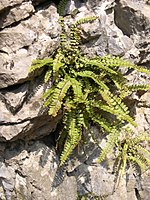 Asplenium trichomanes.JPG