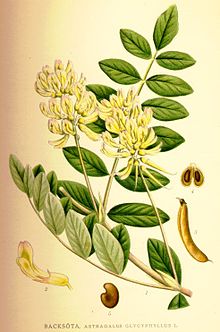 Astragalus glycyphyllus.jpg