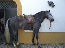 Cheval lusitanien.JPG