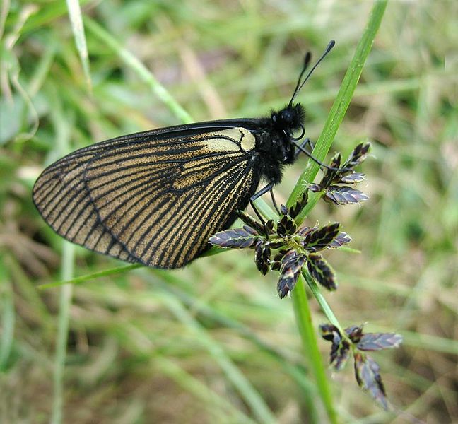 Fil:DirkvdM butterfly grass.jpg
