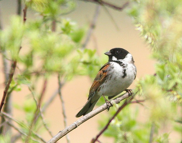 Fil:Emberiza schoeniclus male am.jpg